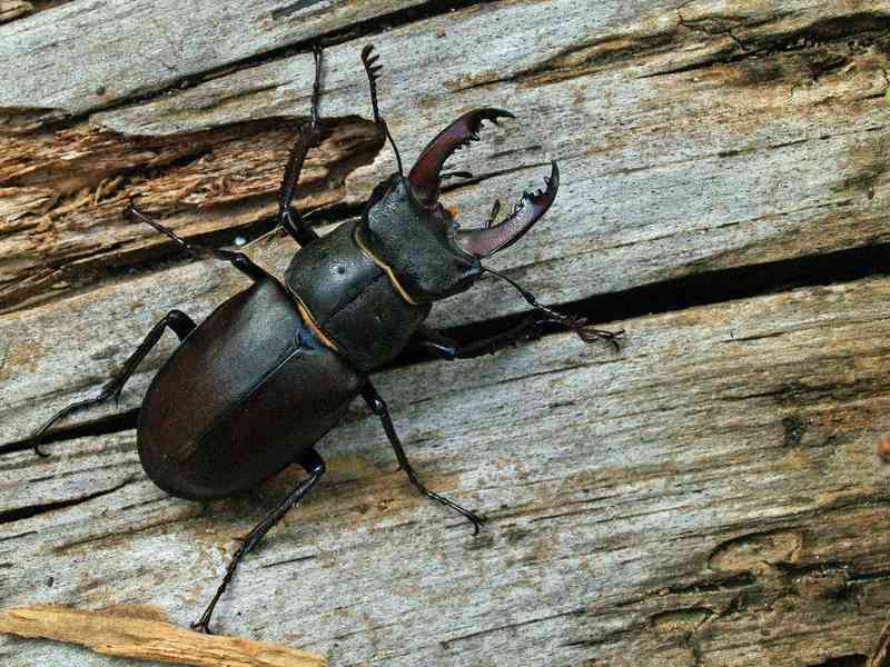 stag beetle - arthropods with detailed facts including diet, lifespan, weight and habitat information